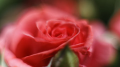 赤い薔薇 5