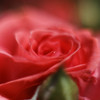 赤い薔薇 5