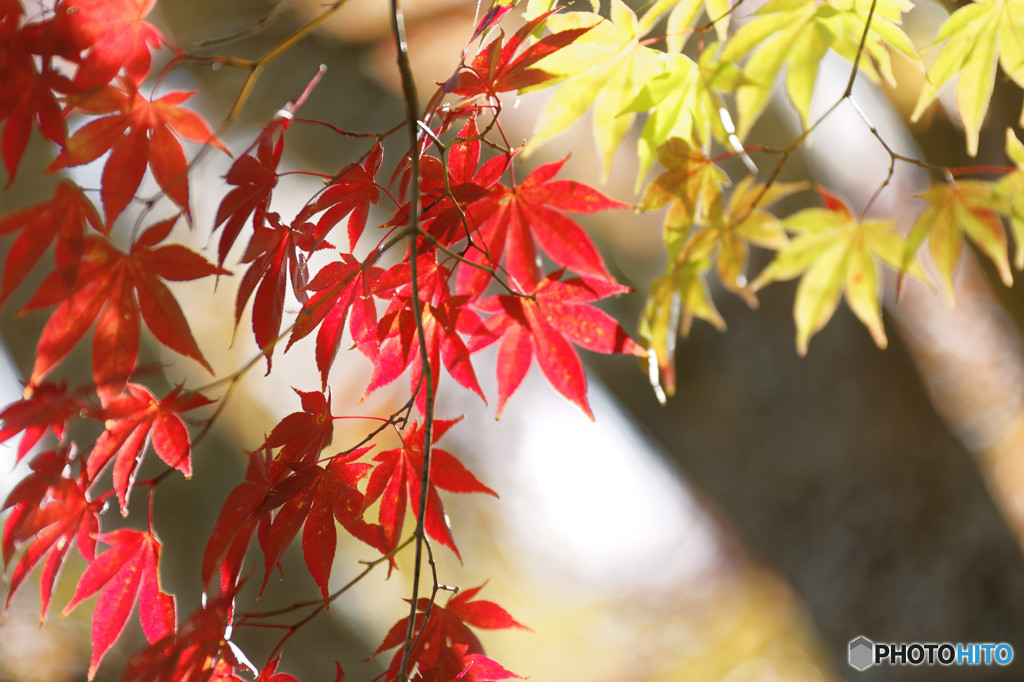 彩の森　③