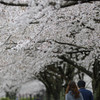 春雨の並木道 Ⅵ