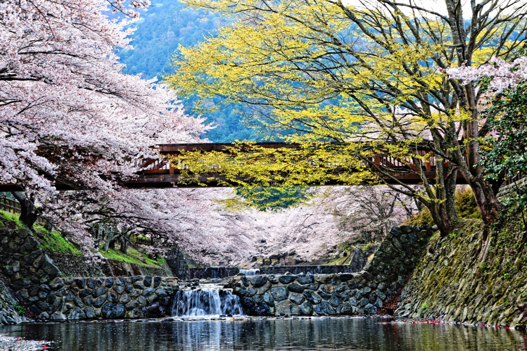 芽生える若葉　散る桜