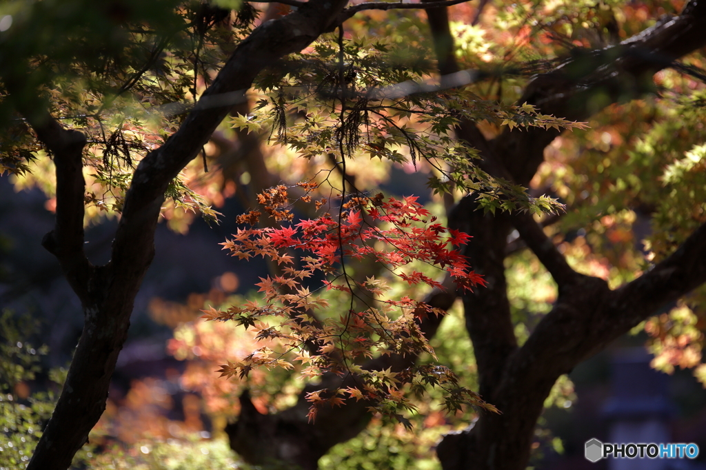 2015.10.31 鍬山神社　７