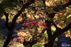 2015.10.31 鍬山神社　７