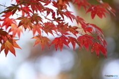 2015.10.31 鍬山神社　１