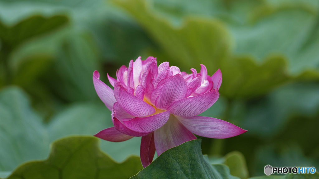 Lotus 3