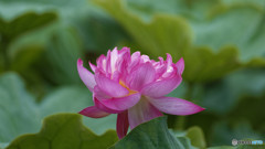 Lotus 3