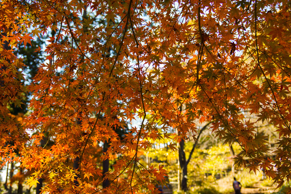 高尾山の紅葉