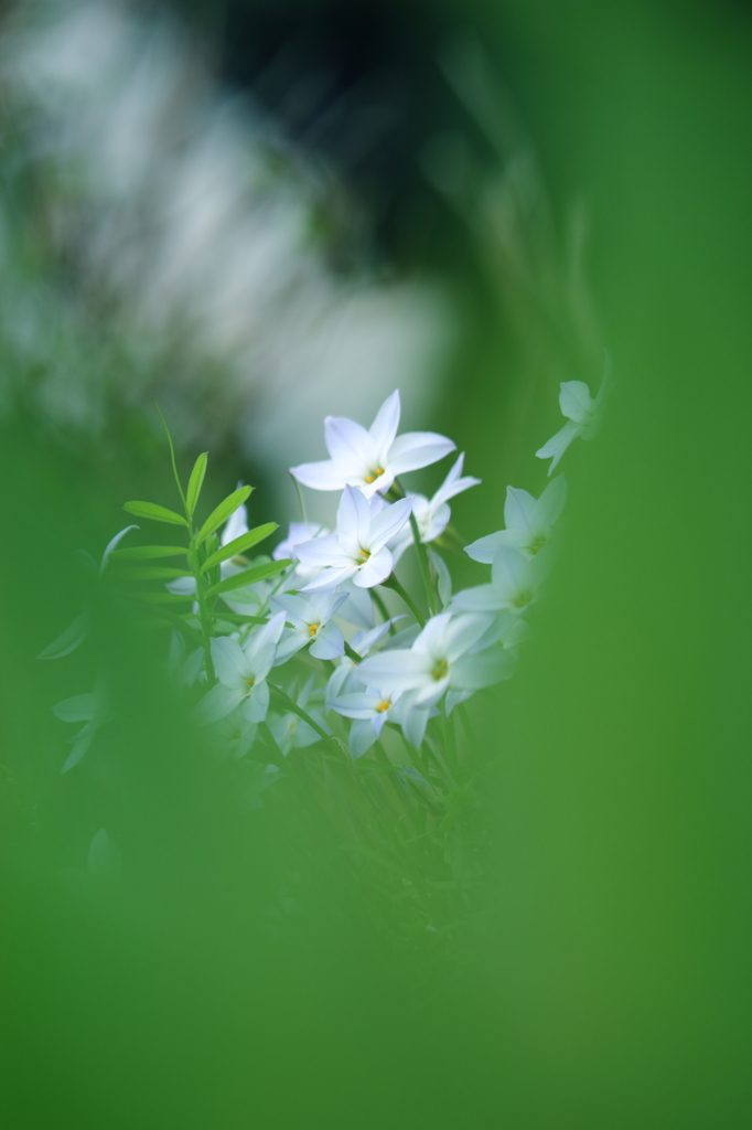 DPP_04201083