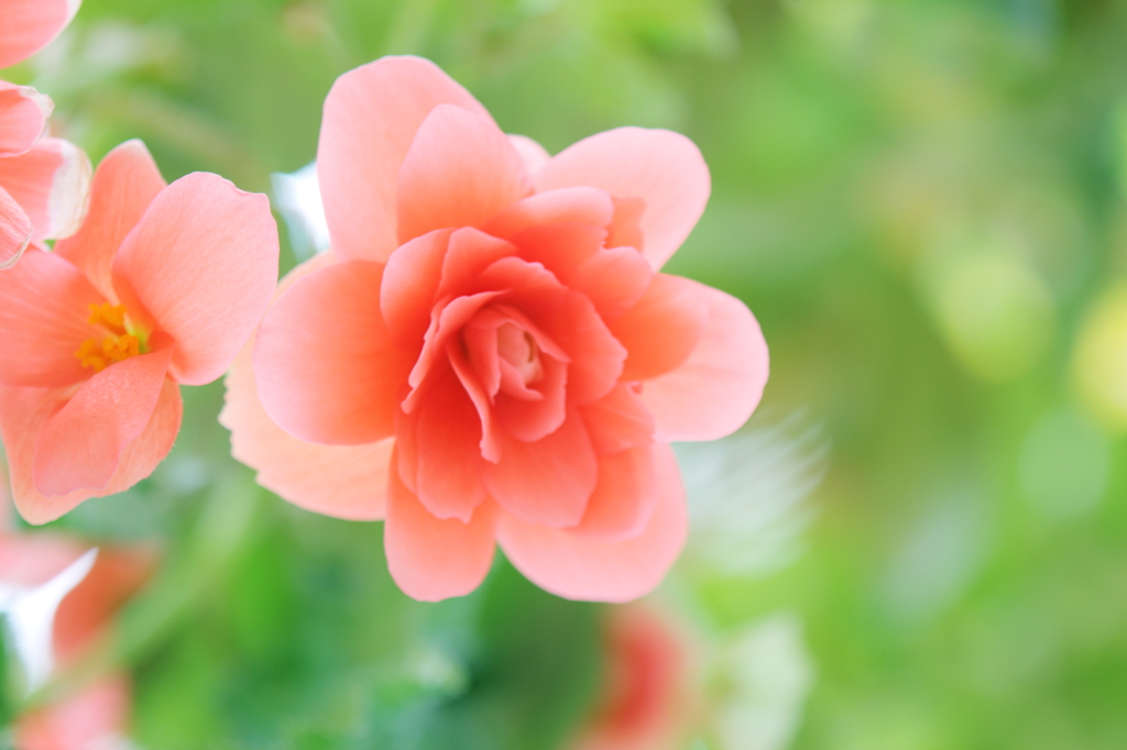 DPP_0430026