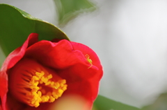 DPP_0420004