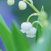 DPP_04291111009