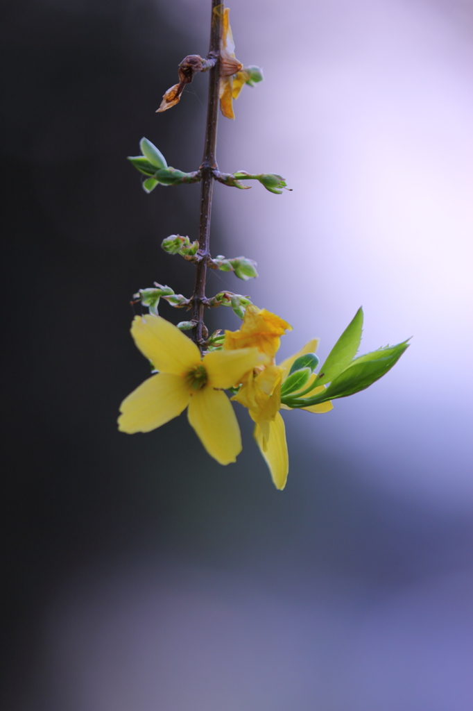 DPP_0424057