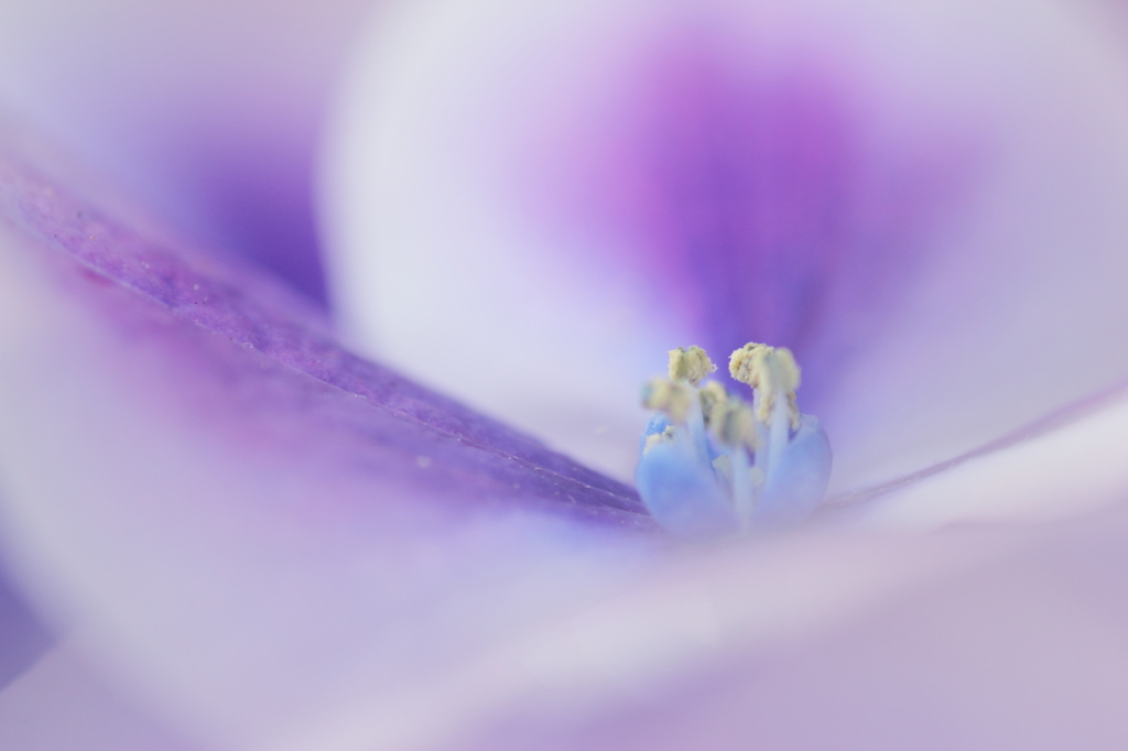 DPP_04241024