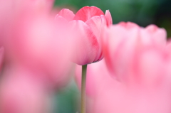 DPP_04201002