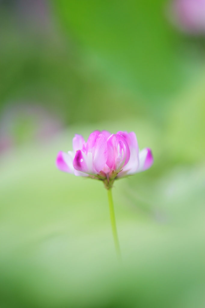 DPP_04241011