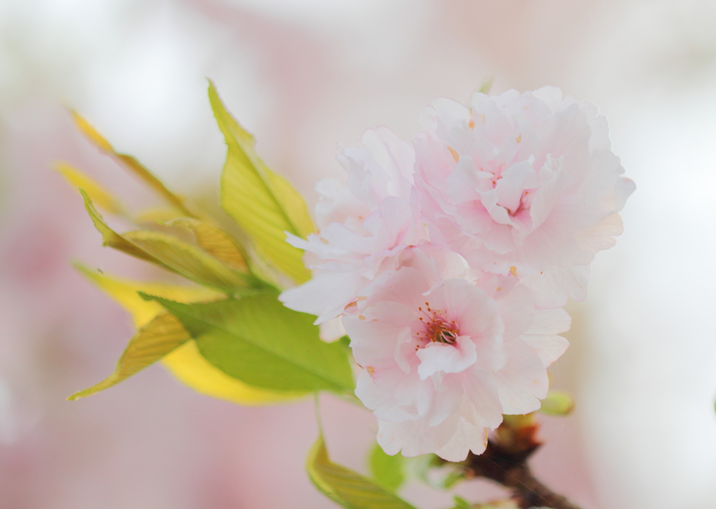 DPP_04241030