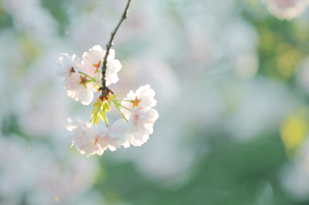 DPP_04241031