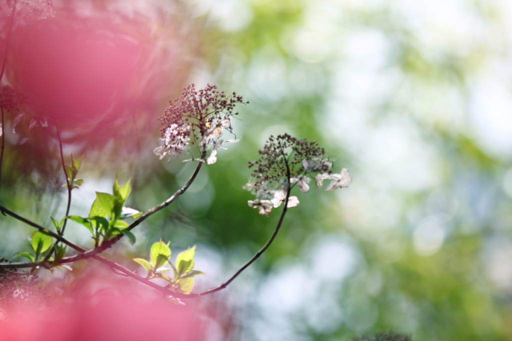 DPP_04201003