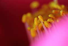 DPP_0420003