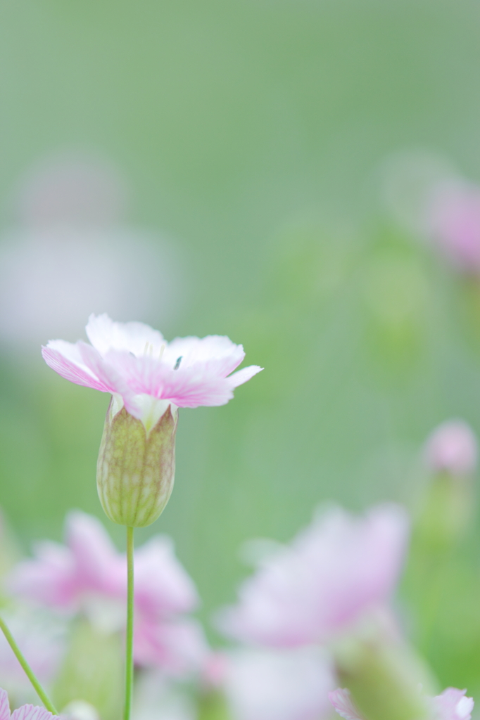 春の恋