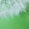 DPP_04291111002