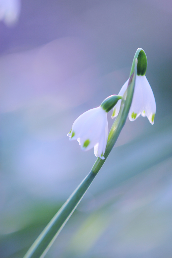 DPP_0424046