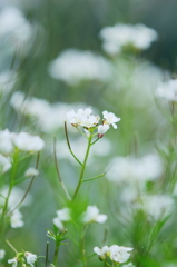 野花