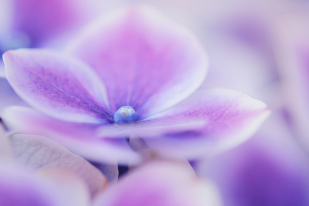 DPP_04241026