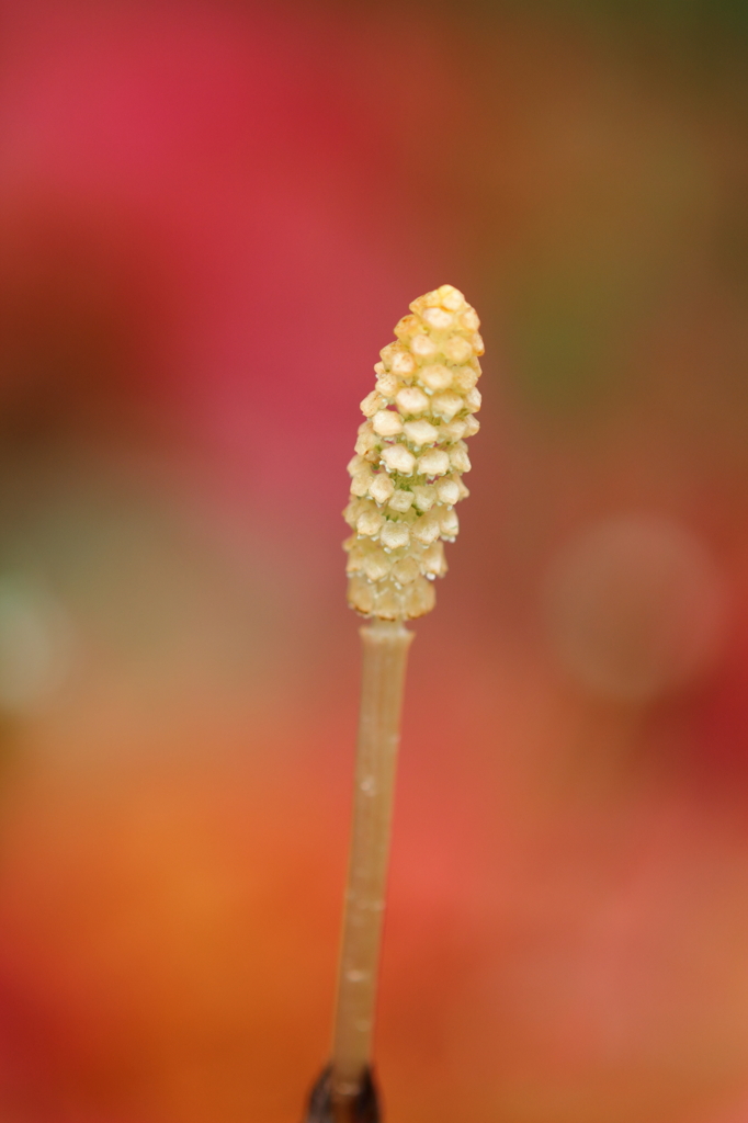 DPP_04201055