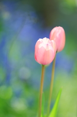 DPP_04201005
