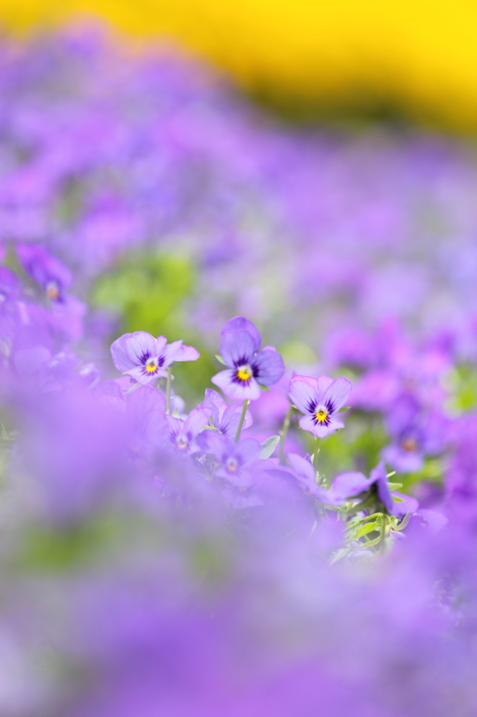 DPP_0430010