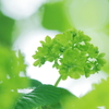 DPP_042911022