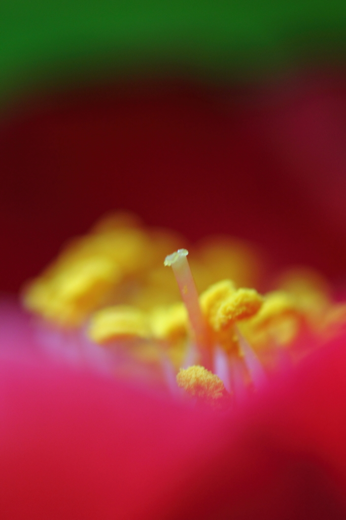 DPP_0420007