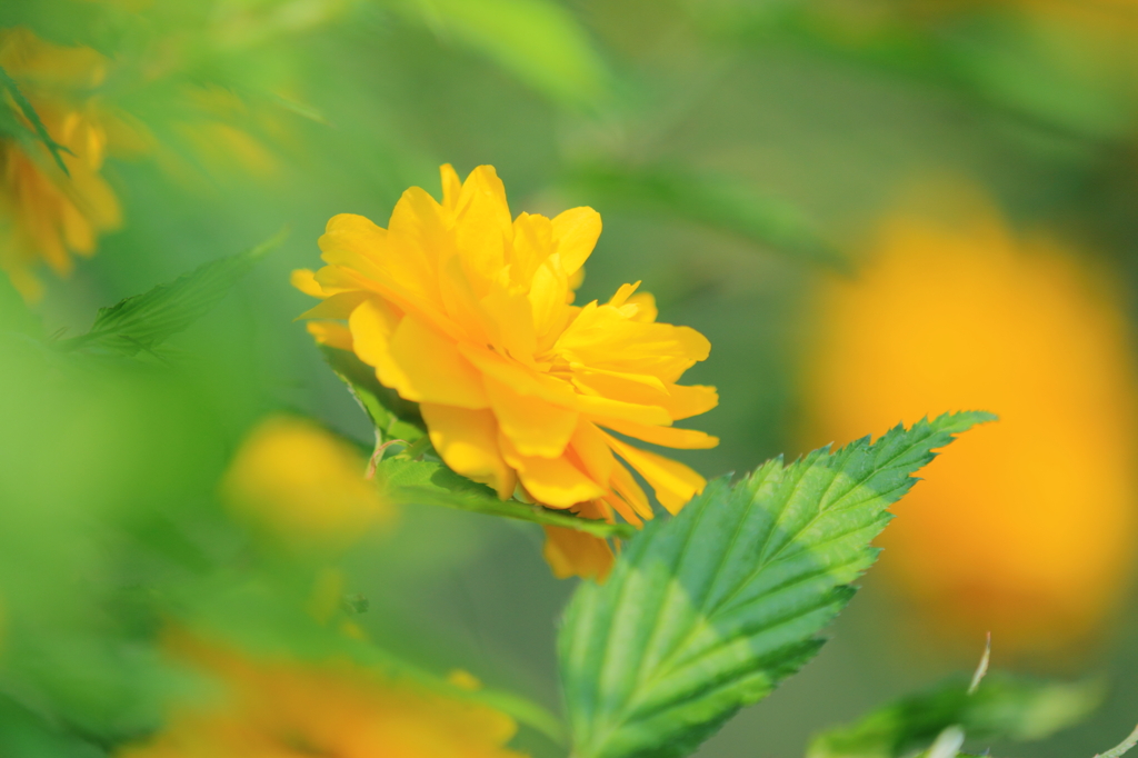 DPP_04241019