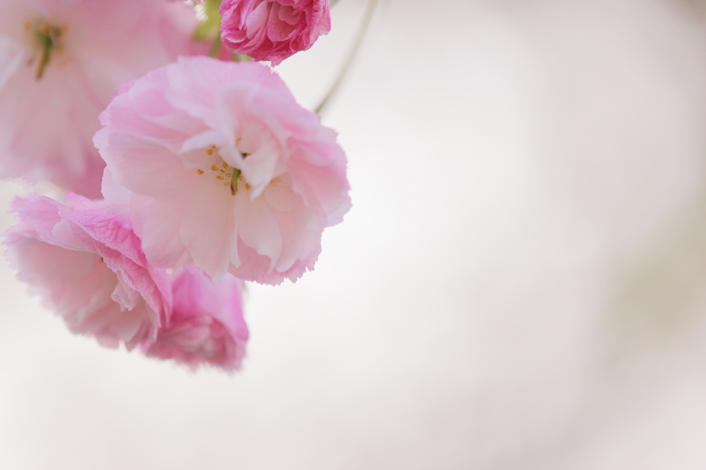 DPP_04241034