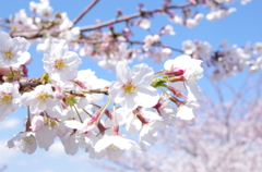 桜満開