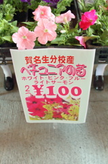 奈良県五條市　かげろうざ　新町　べチュニアの苗