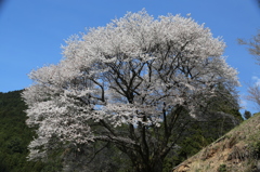 徳善寺の櫻