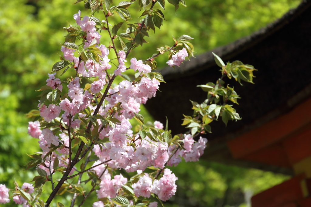 残り桜