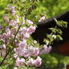 残り桜