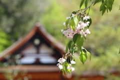 残り桜