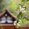 残り桜
