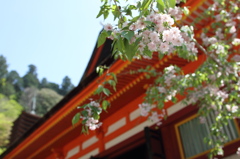 談山神社　残り桜