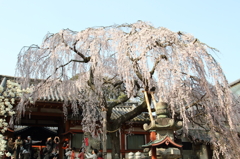 古都の桜