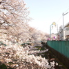 住吉ざくら_01