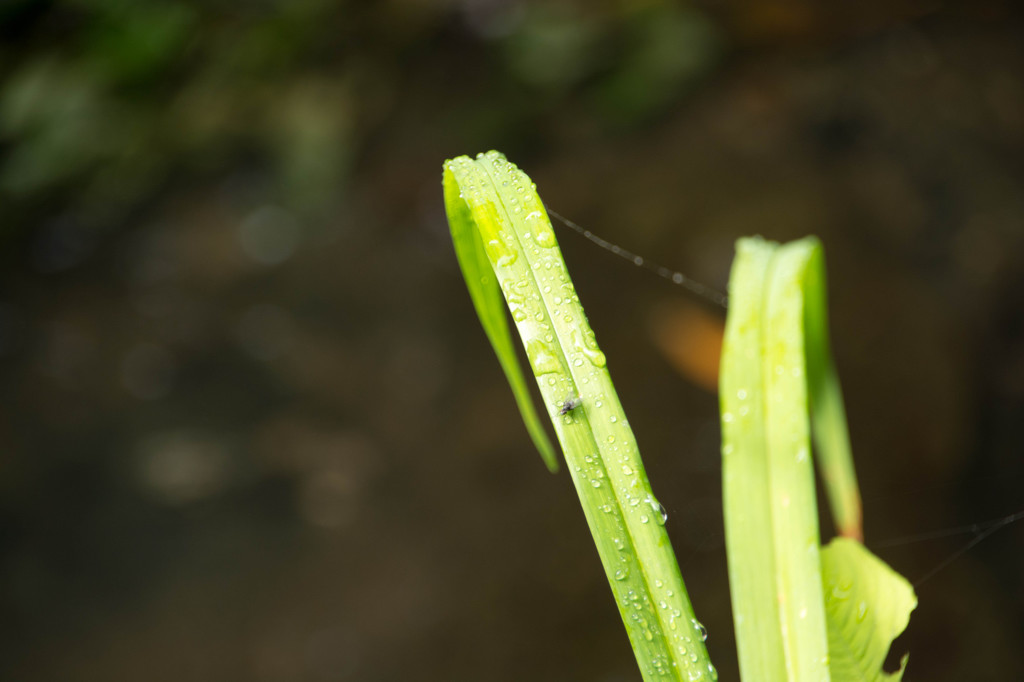 雨上がりの草
