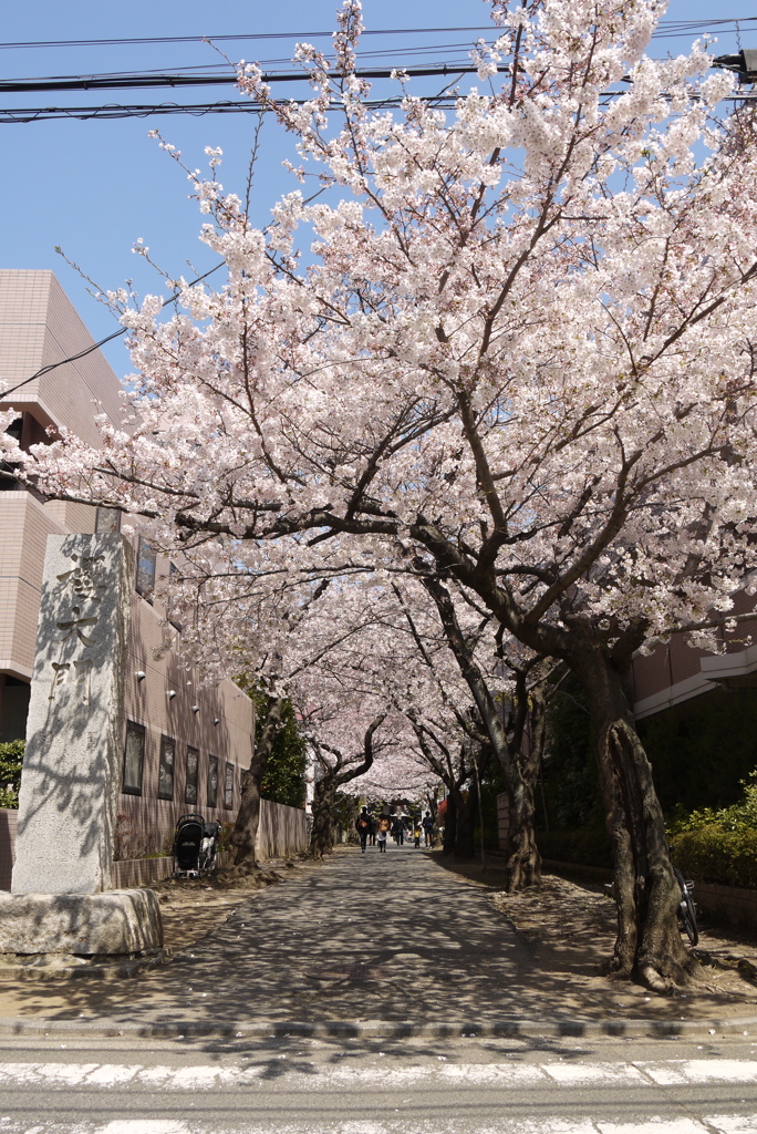 近所の寺_03
