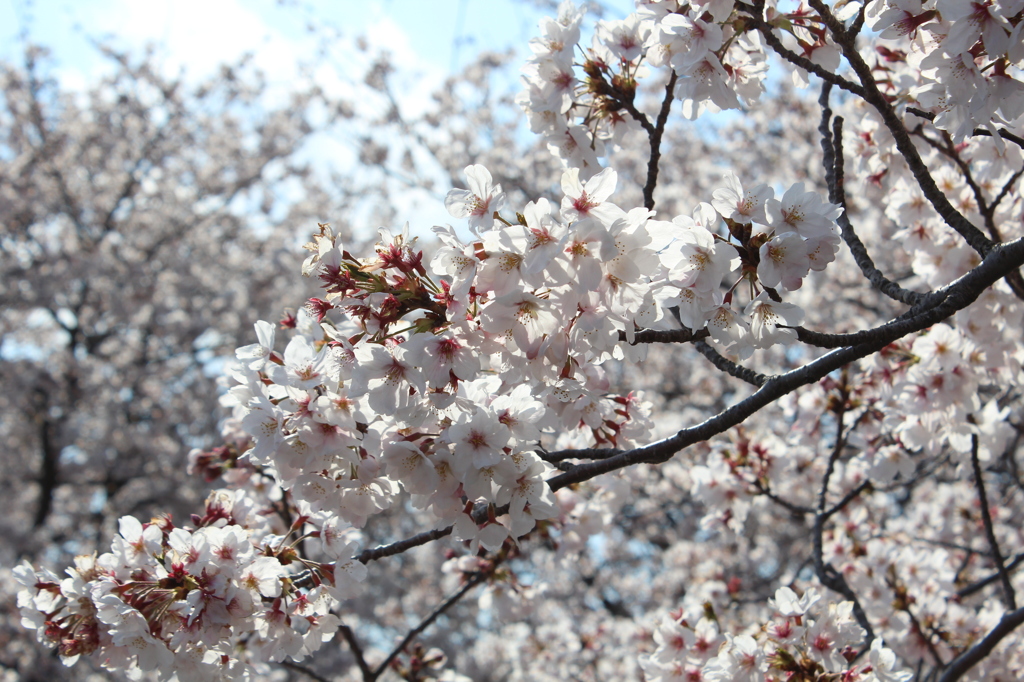 桜の季節