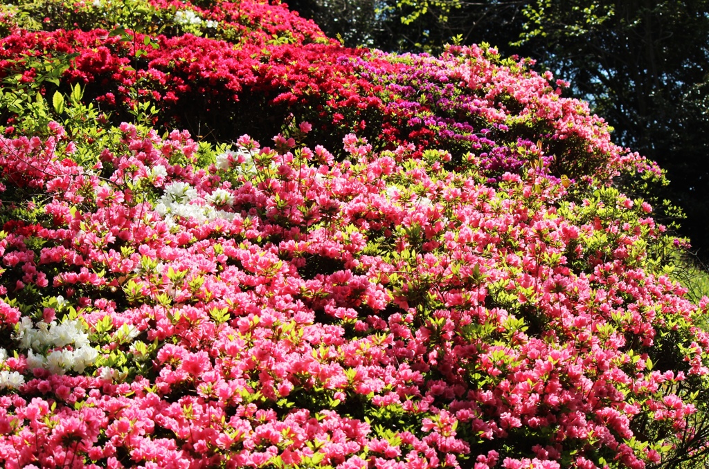 桜色