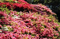 桜色